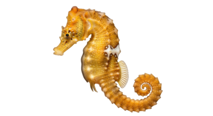 Isolated Seahorse