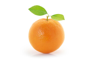 Orange  on white background