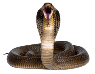  Front-Facing Hissing Cobra with Open Mouth and Raised Hood, Aggressive Stance, PNG Clipart