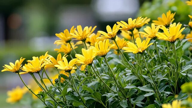 Close-up of Vibrant Yellow Euryops Pectinatus Flowers in Garden Setting