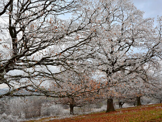 Winter heralded by rime ice on the old oak trees of Mures, Transylvania, in 2020, near Miercurea...