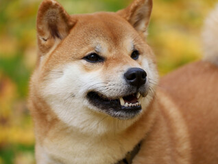 Close-up portrait of a Japanese Shiba Inu dog. High quality photo