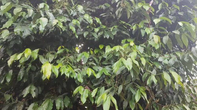 melinjo plant