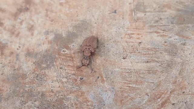 small insect moving on the ground