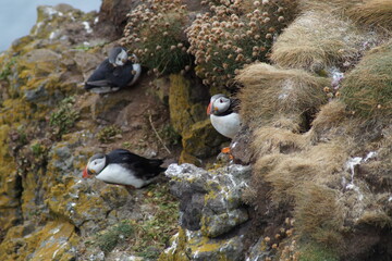 Puffins