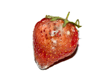Close up of mouldy fruit strawberry strawberries on white background