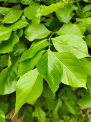 fresh lush green big leaves