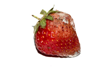 Close up of mouldy fruit strawberry strawberries on white background