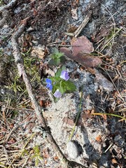 Top-Down View of a Delicate Germander Speedwell Flower (Veronica chamaedrys) in the Forest Ground of Curonian Spit National Park, Lithuania