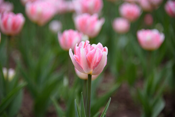 Fototapeta premium pink tulip flowers in flower bed, growing beautiful flowers, gardening concept, nature background