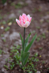 Fototapeta premium one lonely pink tulip flower in flower bed, growing beautiful flowers, gardening concept, nature background