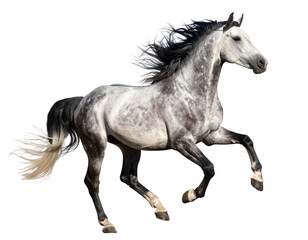 Three-Quarter Rear Angle of Galloping Gray Arabian Horse with Raised Tail, Transparent Background