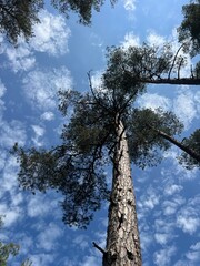 Towering Pine Trees from a Low-Angle View at a Preila, Lithuania Forest Path &ndash; Majestic Blue Sky & Dappled Clouds Create a Sense of Grandeur.