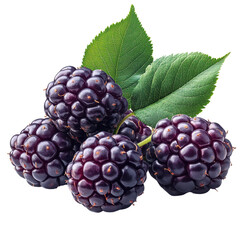 Fresh and juicy mulberry isolated on transparent background.