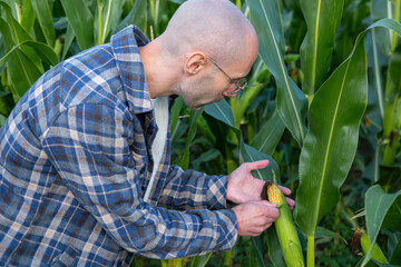 Young farmer inspecting, checking ripe corn cob in field, Dedicated farmer passionate about...