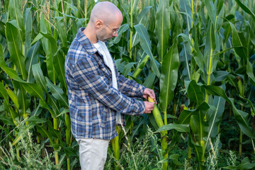 Young farmer inspecting, checking ripe corn cob in field, Dedicated farmer passionate about...