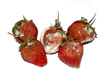 Close up of mouldy fruit strawberry strawberries on white background