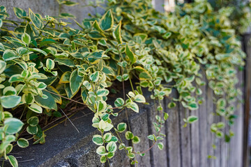 Variegated ivy cascading down a weathered stone wall, showcasing vibrant green and yellow foliage.