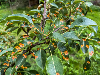 Pear leaves with pear rust infestation