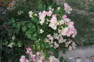 flowers in the garden