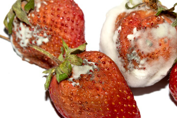 Close up of mouldy fruit strawberry strawberries on white background