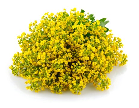 Cluster of bright yellow flowers (1) - Powered by Adobe