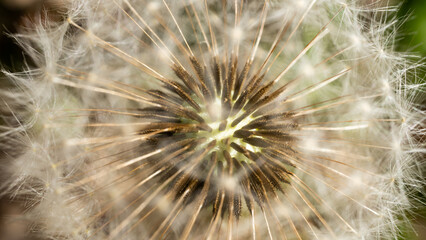 Naklejka premium Close-Up of Plants and Flowers in Nature