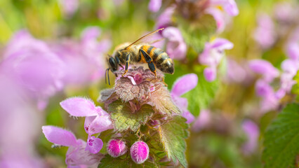 Pollination Process – Bee on Flower Close-Up