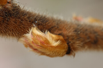 close up of a branch bud