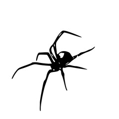 black widow spider silhouette vector
