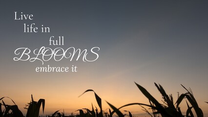 A silhouette of tall grass or crops against a vibrant sunrise sky, with the inspirational text, Live life in full BLOOMS embrace it, overlaid.
