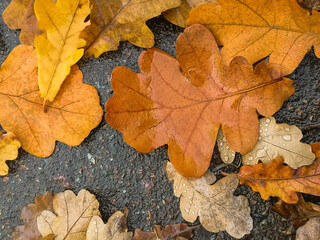 Fallen leaves covered with raindrops. autumn abstract background