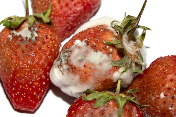 Close up of mouldy fruit strawberry strawberries on white background