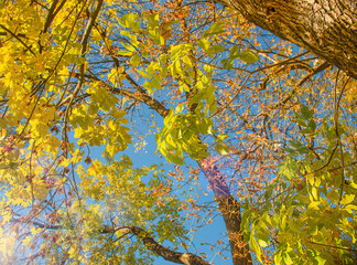 Beautiful autumn leaves on the tops of trees against a clear sky.