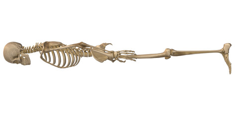 3D Render Skeleton isolated on a Transparent Background