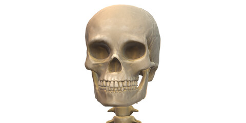3D Skull Close-Up Front View – Transparent Background