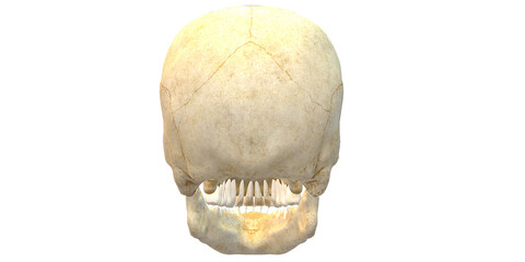 3D Render Human Skull isolated on a Transparent Background