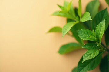 Dark green leaves against a warm beige background with soft focus, soft focus, botanical