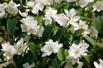 jasmine flowers on a bush
