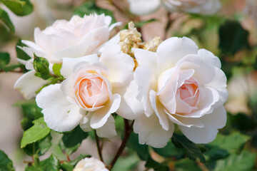 light pink roses in the garden

