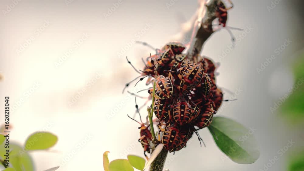 Poster close up of a group of chinche bugs tightly packed on a tree branch with soft background.