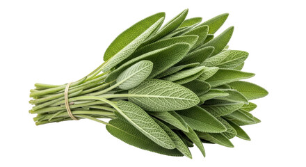 Isolated Bunch of Sage