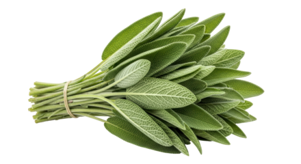 Isolated Bunch of Sage