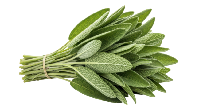 Isolated Bunch of Sage