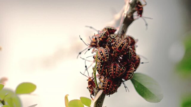 Close up of a group of chinche bugs tightly packed on a tree branch with soft background.