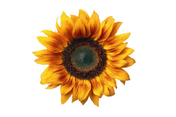 Fototapeta premium Sunflower isolated on a white background, png, transparent