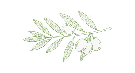 Isolated Olive Branch