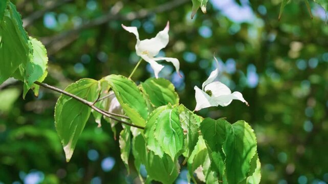 On a warm summer day, the Cronus causa sways gently in the breeze. Its white petals, like little snowflakes, adorn the green garden, bringing a sense of freshness, light, and peace.
