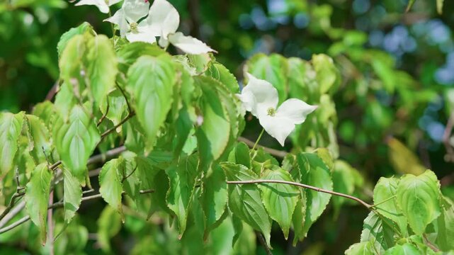 On a warm summer day, the Cronus causa sways gently in the breeze. Its white petals, like little snowflakes, adorn the green garden, bringing a sense of freshness, light, and peace.