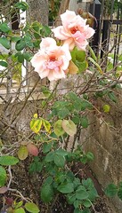 Cell phone wallpaper with a delicate pink rose plant in the foreground, showing its soft petals and natural texture, ideal for personalizing devices with a floral and harmonious touch.